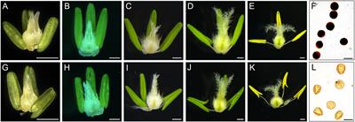 Carbohydrate metabolism and cytology of S-type cytoplasmic male sterility in wheat